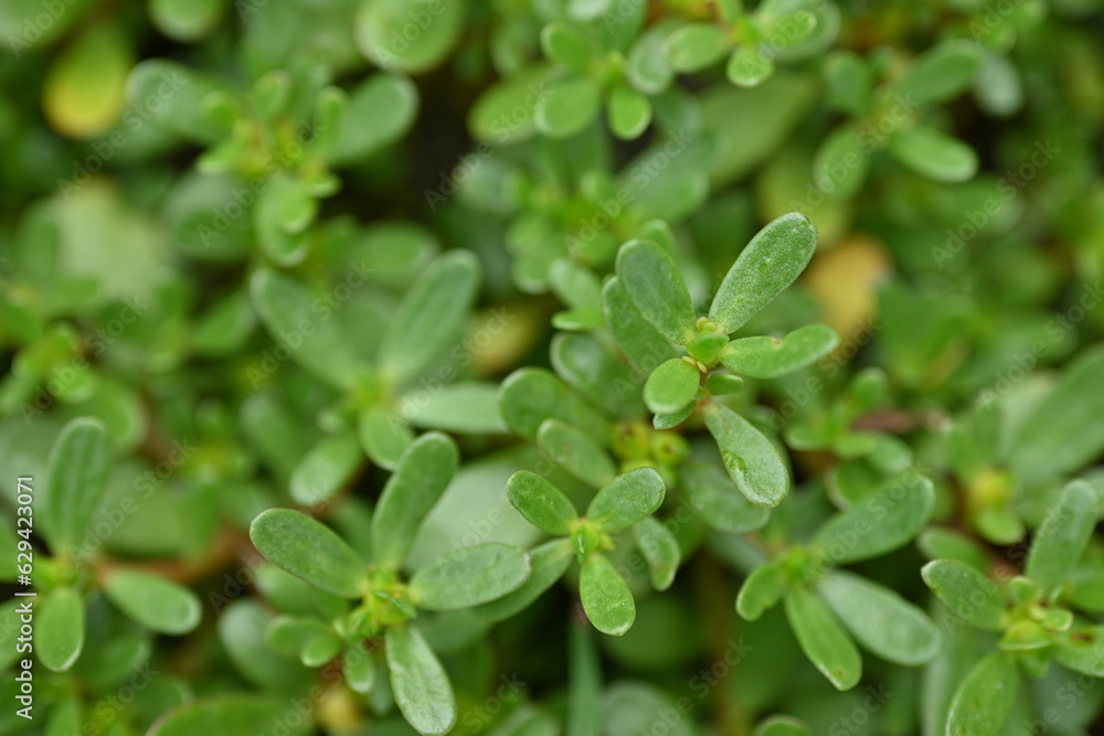 top photo of portulaca leaves as background, green portulaca leaves as background top photo of portulaca leaves as background, green portulaca leaves as background