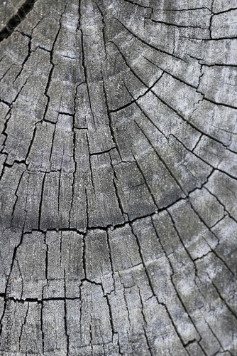 gray wood background, cracked timber texture, gray textured wooden material, brown wooden substance, Old wood texture, gray wood texture