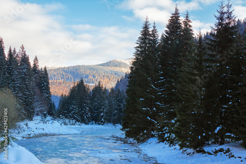 scenery with coniferous forest on the shore of a river. beautiful nature landscape of carpathian mountains in winter