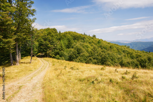 lane through grassy meadow. beech forest on the hills. summer landscape of carpathian mountains