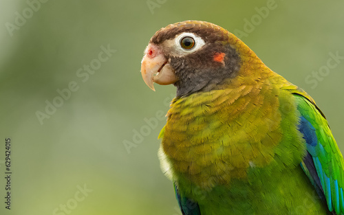 Braunhauben-Papagei (Pyrilia haematotis) im Regenwald von Costa Rica photo