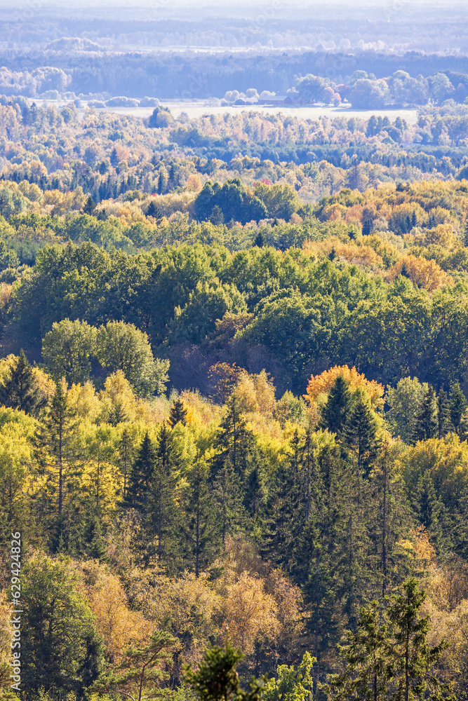 Aerial view at a woodland in autumn colors