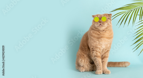 Summer Sale, discount, special offer, promotion Creative trendy banner. Summer Online courses, optic store banner. Funny cat with sunglasses on a blue background under the palm leaves. Copy space.