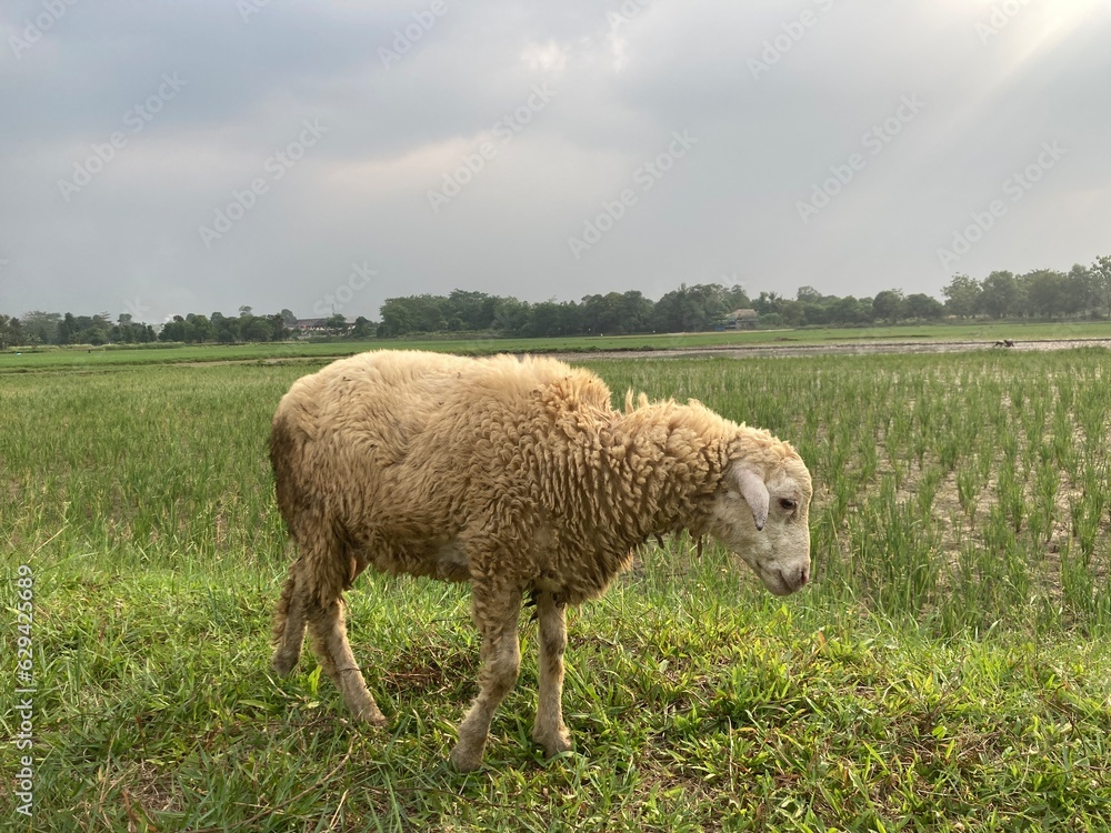 A iittle sheep grazing on the field A iittle sheep grazing on the field