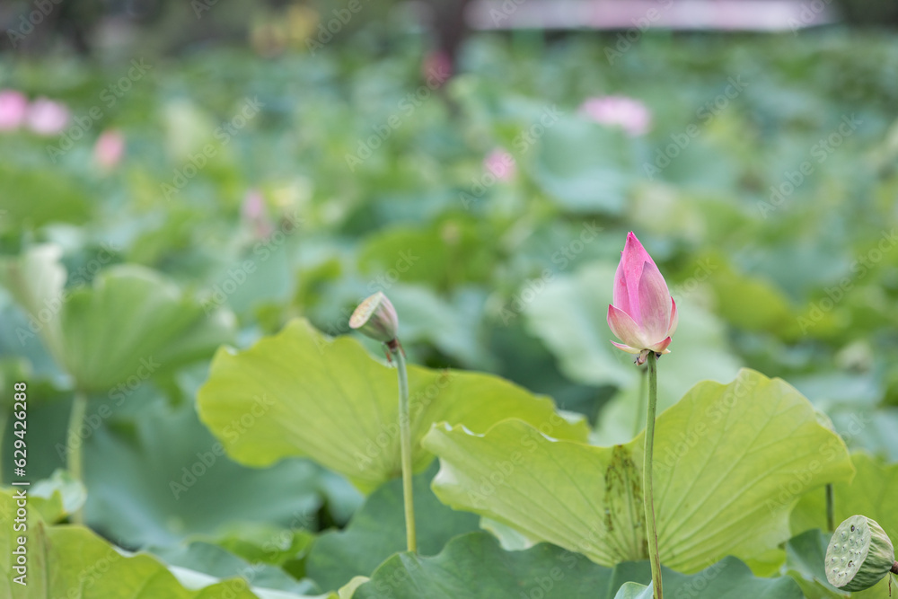 A deep pink lotus flower bud found in a pond. Nelumbo nucifera