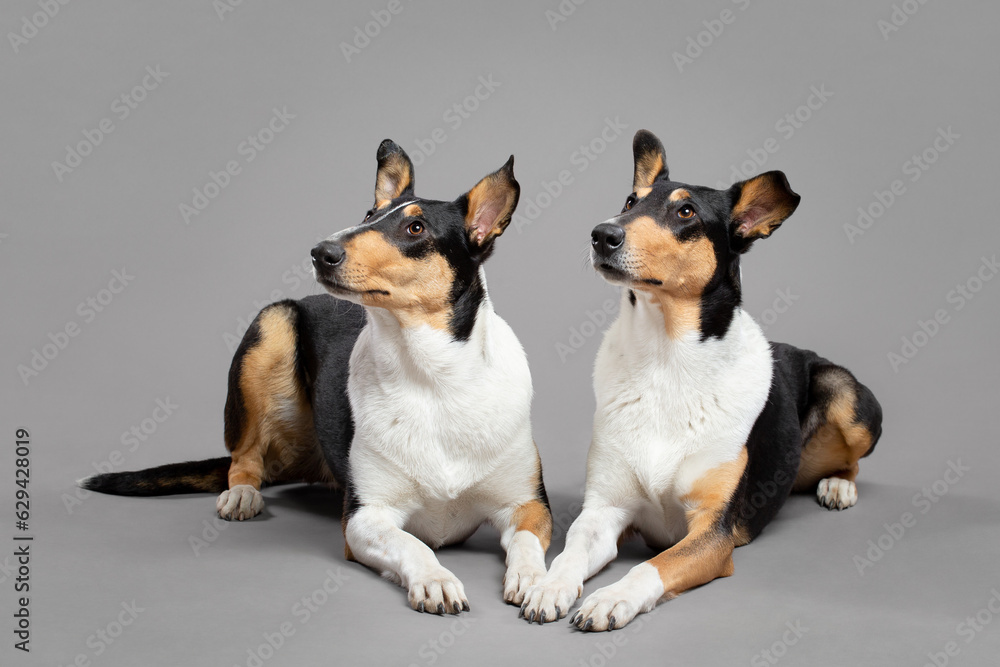 two young tricolor smooth collie dogs lying down group portrait in the studio on a grey background