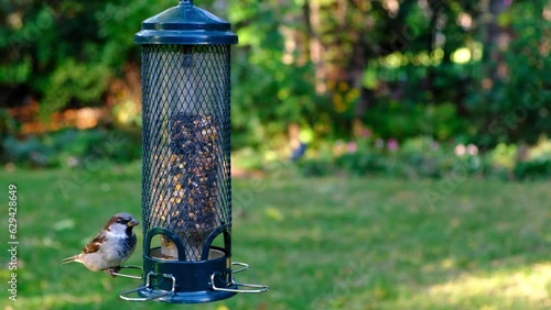 Witness chicadee, nuthatches, finches, sparrows, and more wild birds flock to a seed-filled birdfeeder in a tranquil green backdrop. Lush green suburban backyard setting offers a tranquil background.