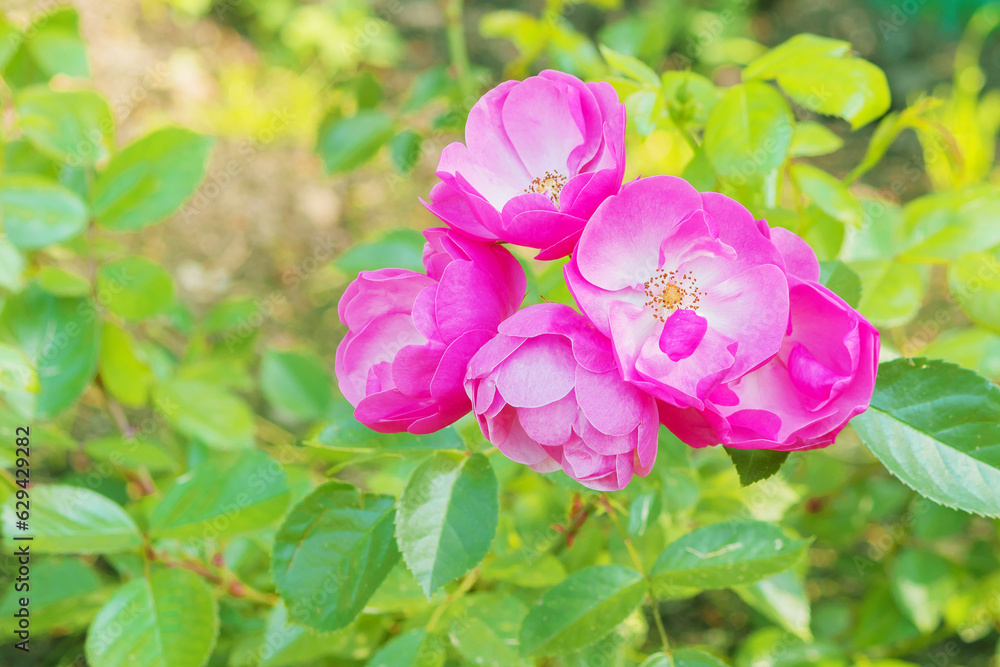 Flowering cluster of perennial ornamental Angel rose in garden country yard. Flowering cluster of perennial ornamental Angel rose in garden country yard.