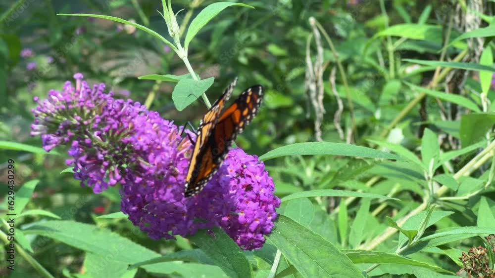 Monarch butterfly on purple phlox flower, close up Monarch butterfly on purple phlox flower, close up