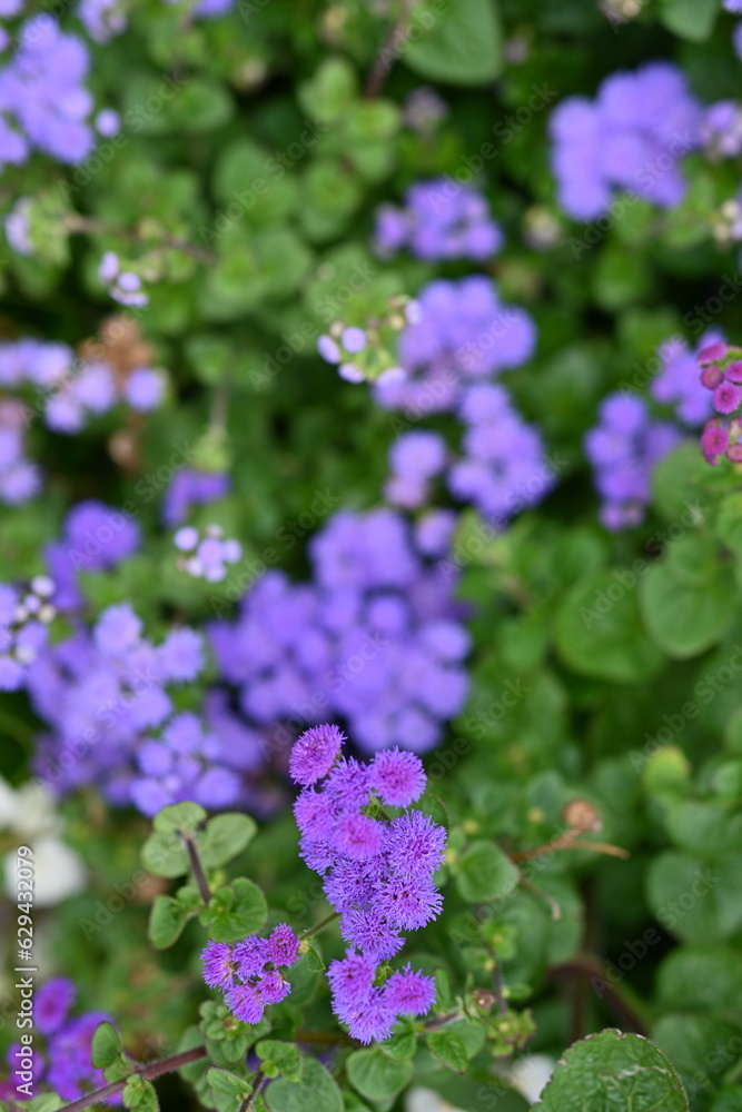 texture of violet colours as background, sustainability concept texture of violet colours as background, sustainability concept