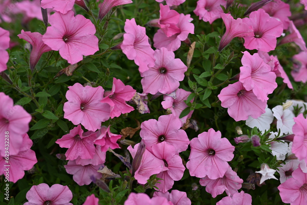 pink petunia flowers close-up, soft pink background from flowers
pink petunia flowers close-up, soft pink background from flowers