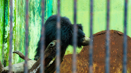 The sloth bear, also known as the Indian bear, is a myrmecophagous bear species native to the Indian at zoo photo