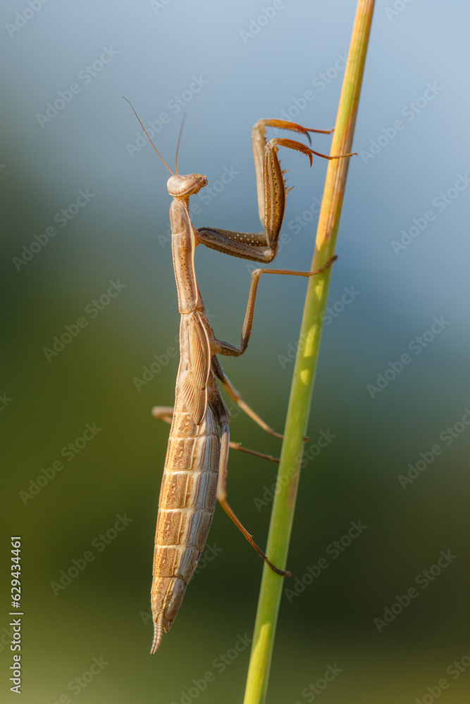 Female mantis on the stem with front raptorial legs prepared to attack. European mantis, Mantis religiosa, wildlife, Slovakia. Female mantis on the stem with front raptorial legs prepared to attack. European mantis, Mantis religiosa, wildlife, Slovakia.