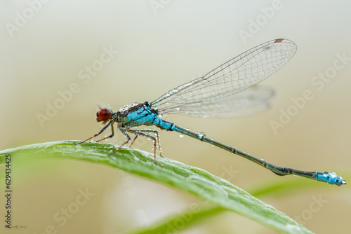 Blue damselfly covered with moisture sitting on the green leaf waiting until her wings will dry. Zygoptera, wildlife, Slovakia.