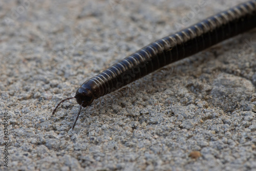 macro photo of millipede © Filip