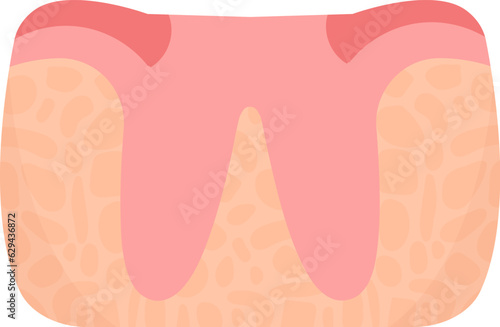 Gingiva Human Organ