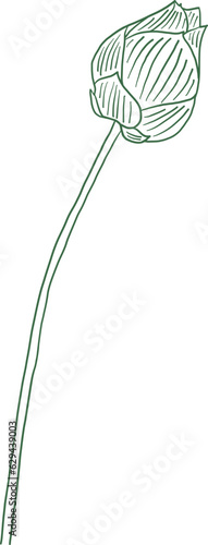 Bud lotus flower outline