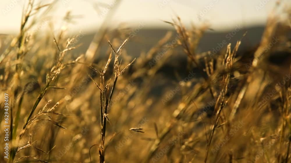 Cinematic shallow focus shot as tall African grasses sway in breeze at sunset Cinematic shallow focus shot as tall African grasses sway in breeze at sunset