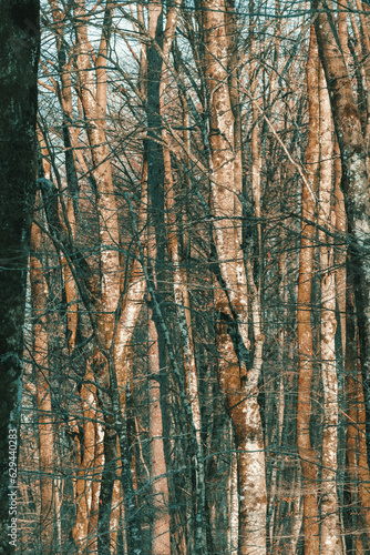 Vertical image of tree trunks in deciduous woodland