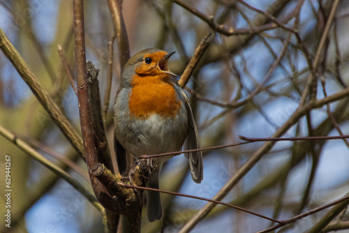robin on a branch © miracupix