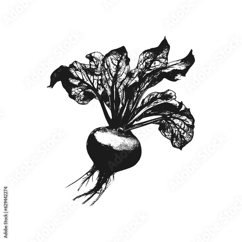 Hand Drawn Beetroot as Farm Vegetables Vector Illustration