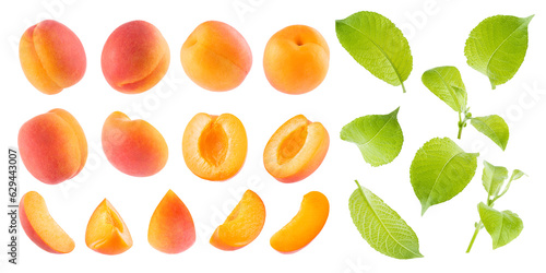 Orange apricots and single green leaves, young sprouts of apricot tree - collection isolated on white background, whole, slices, pit, different sides, closeup. Summer fruits - many design elements.