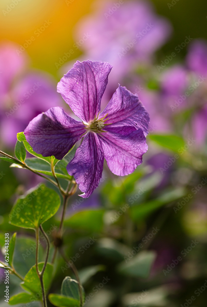 Kwiaty Fioletowego Powojnika pnącego. Clematis Kwiaty Fioletowego Powojnika pnącego. Clematis
