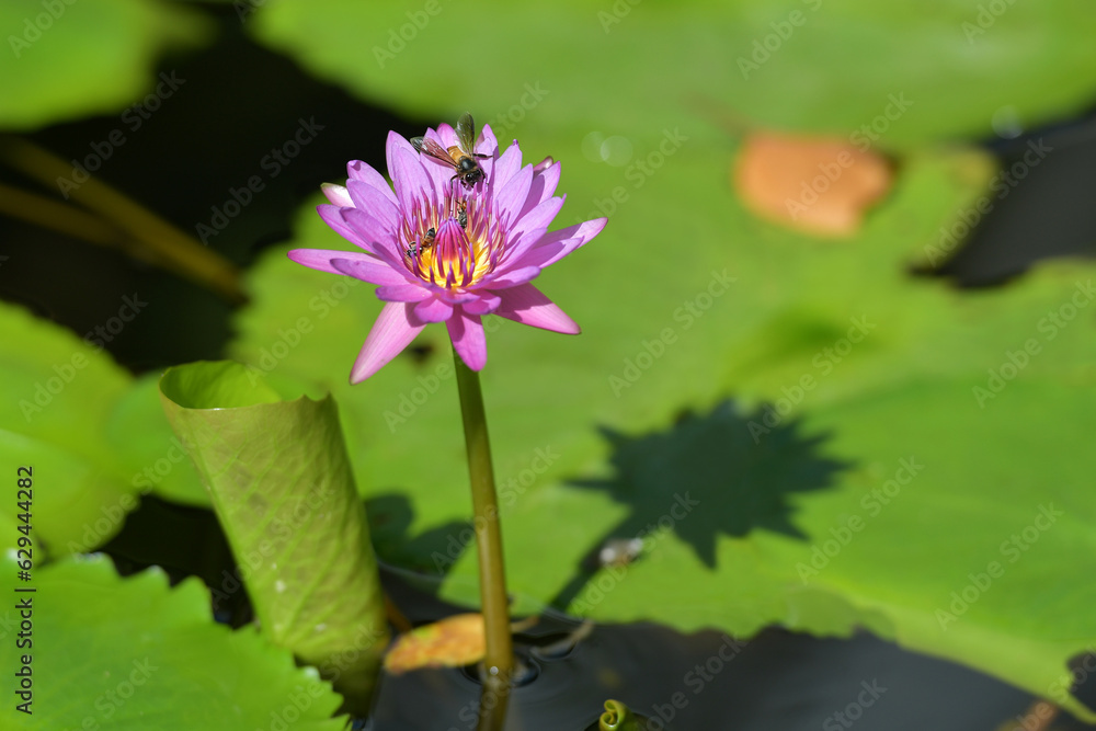 Purple water lilies are swarmed by bees and lotus leaves surround the pond. Purple water lilies are swarmed by bees and lotus leaves surround the pond.