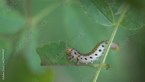 Brush horn leaf wasp (Argidae), anus caterpillar, larva eats rose leaf, Velbert, North Rhine-Westphalia, Germany, Europe photo