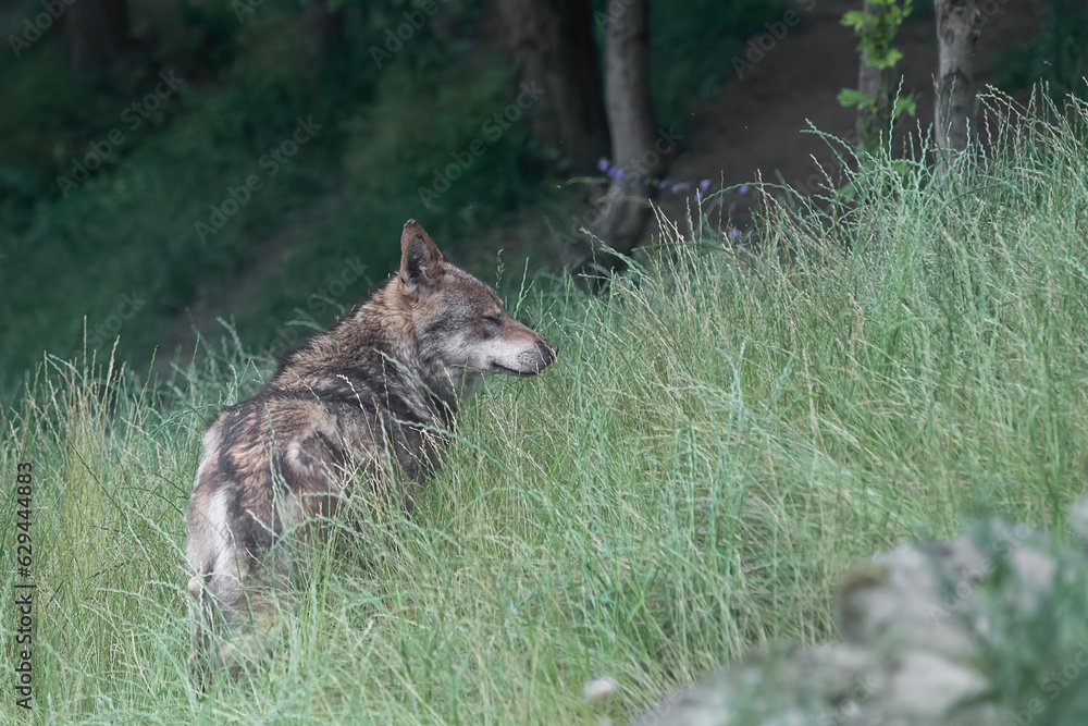 Wild Alps, the Italian wolf at dusk (Canis lupus italicus) Wild Alps, the Italian wolf at dusk (Canis lupus italicus)