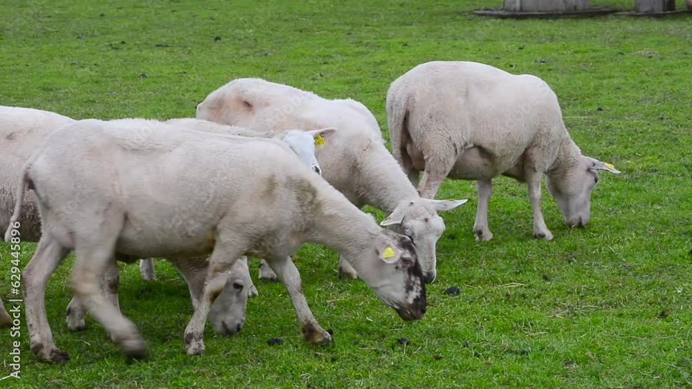 Sheep on pasture in Skurup, Scania, Sweden, Scandinavia, Europe Sheep on pasture in Skurup, Scania, Sweden, Scandinavia, Europe