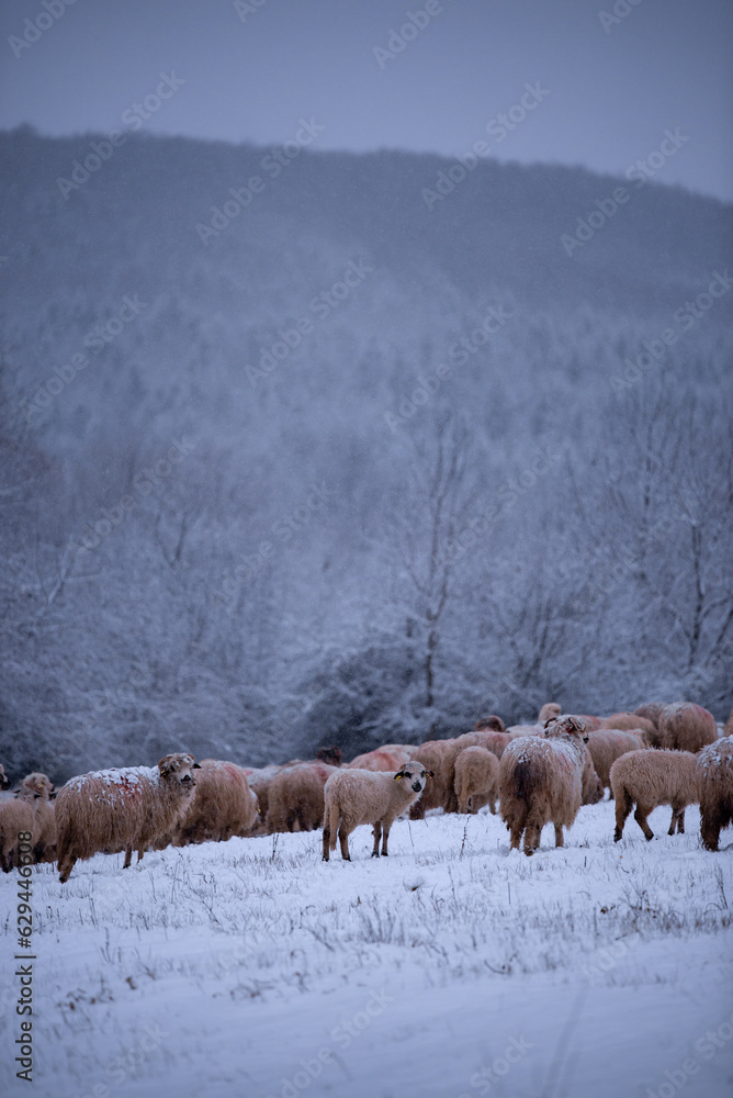 Naklejka premium Flock of sheep on a cold morning near the frosty forest. Ovis aries a domestic animal in the winter season in the fold on a light snow