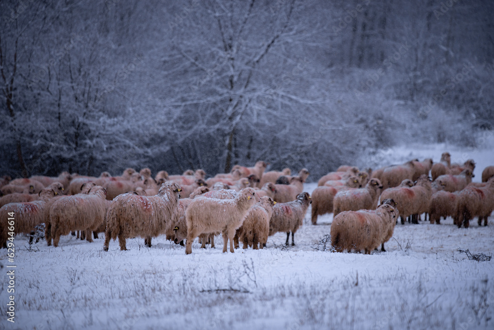 Flock of sheep on a cold morning near the frosty forest. Ovis aries a domestic animal in the winter season in the fold on a light snow Flock of sheep on a cold morning near the frosty forest. Ovis aries a domestic animal in the winter season in the fold on a light snow