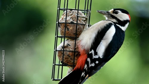Great spotted woodpecker (Dendrocopos major) eats tit dumplings photo