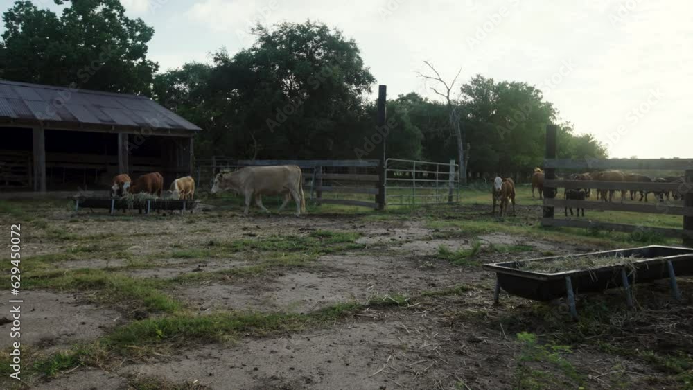 Cows Enter Barnyard for Morning Feeding in Rural Texas, USA Cows Enter Barnyard for Morning Feeding in Rural Texas, USA