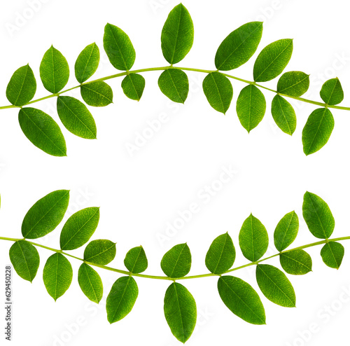 Fresh green leaves of Siberian peashrub in waved frame isolated on white or transparent background