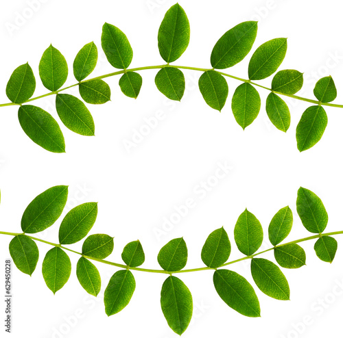 Fresh green leaves of Siber...