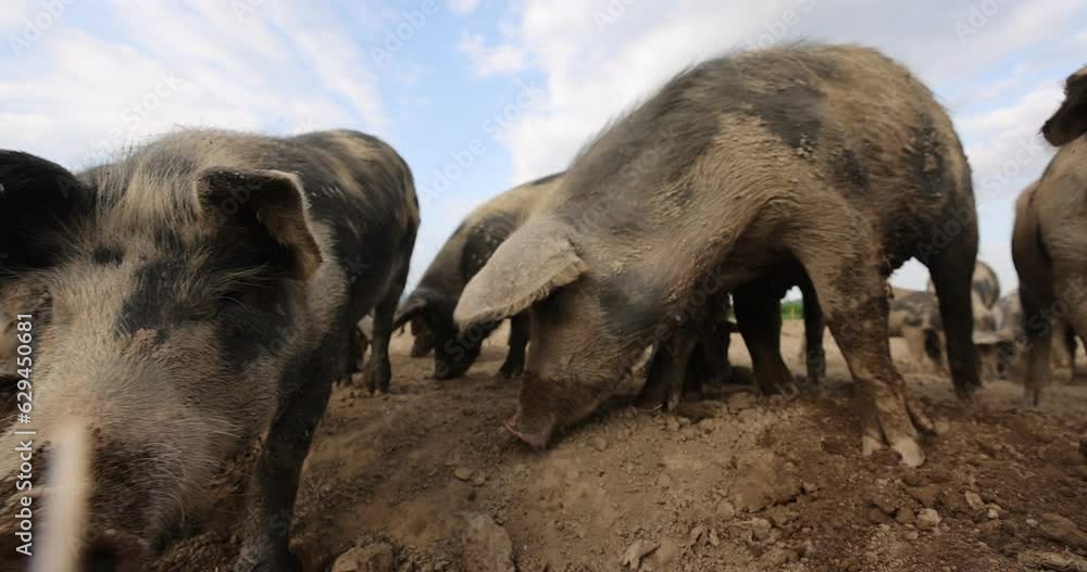 Close up shot showing cute sows grazing on dirty field in nature, panning shot - Close up shot showing cute sows grazing on dirty field in nature, panning shot -
