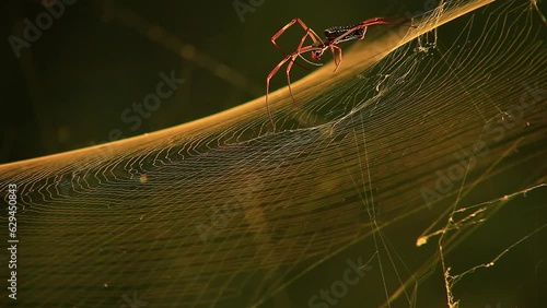 A golden silk orb-weaver spider spins a web. The spider's silk is yellow and shines like gold in the sunlight. The spider carefully constructs the web, using its silk to create a strong structure. 