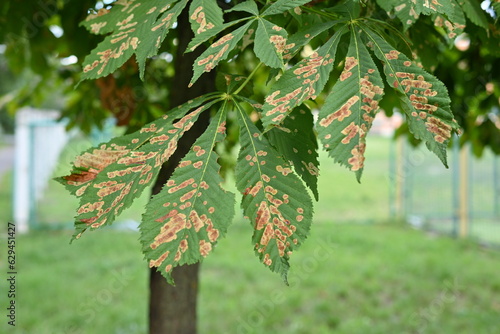 Canvas Print Chestnut moth is a threat to chestnut plantations in Ukraine, green chestnut lea