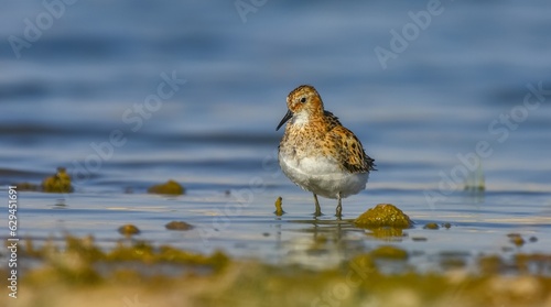 Little Stint (Calidris minuta) is is a wetland bird that lives in the northern parts of the European and Asian continents. It feeds in swampy areas. © selim