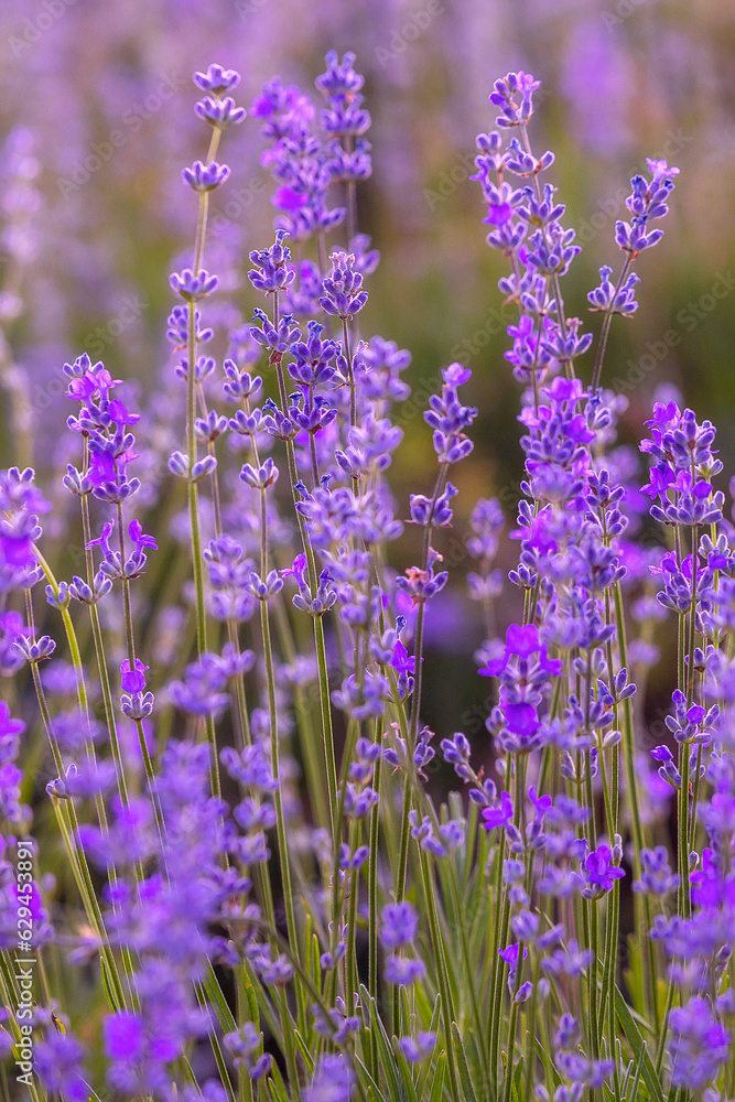 Fototapeta premium Purple lavender flower field close-up