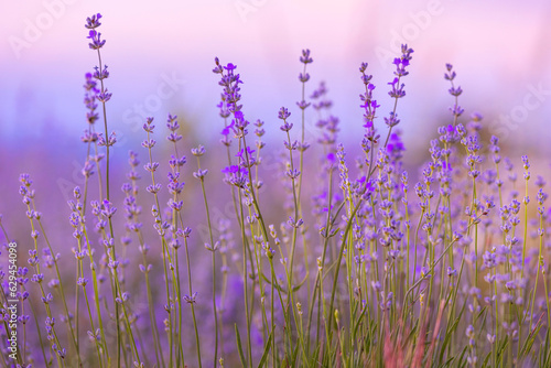 Lavender flowers close-up on sky background