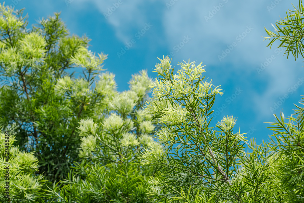 Afrocarpus falcatus (Podocarpus falcatus) is a species of tree in the