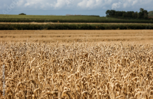 Ripe wheat field in Somerset  Exmoor National Park  England  ready to be harvested.