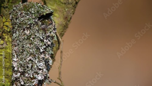 Long-tailed tit (Aegithalos caudatus) building a nest, approaching the nest, adults carrying nesting material into the nest for interior finishing, Naturpark Flusslandschaft Peenetal