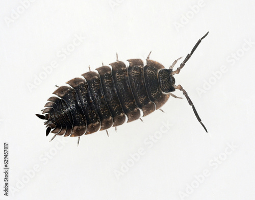 Fotografie Porcellio scaber