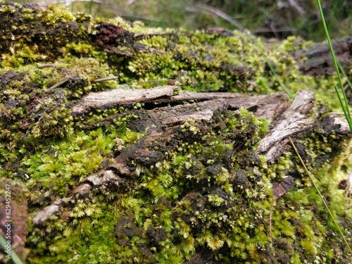 Green moss grown on a piece of old timber wood tree branch in the rain forest close up