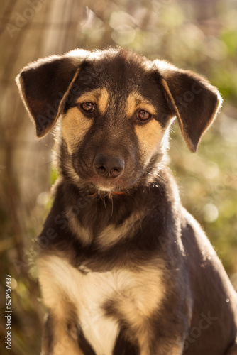 Dog puppy with sad eyes in shelter, portrait