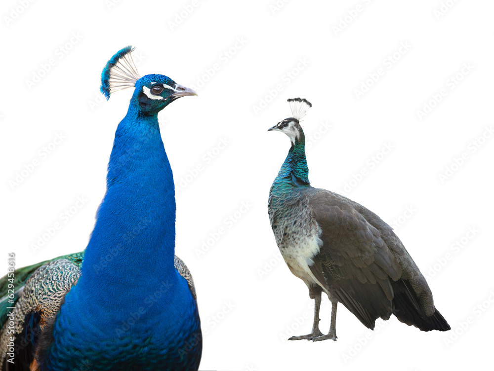 Naklejka premium male and female peacock standing isolated on white background